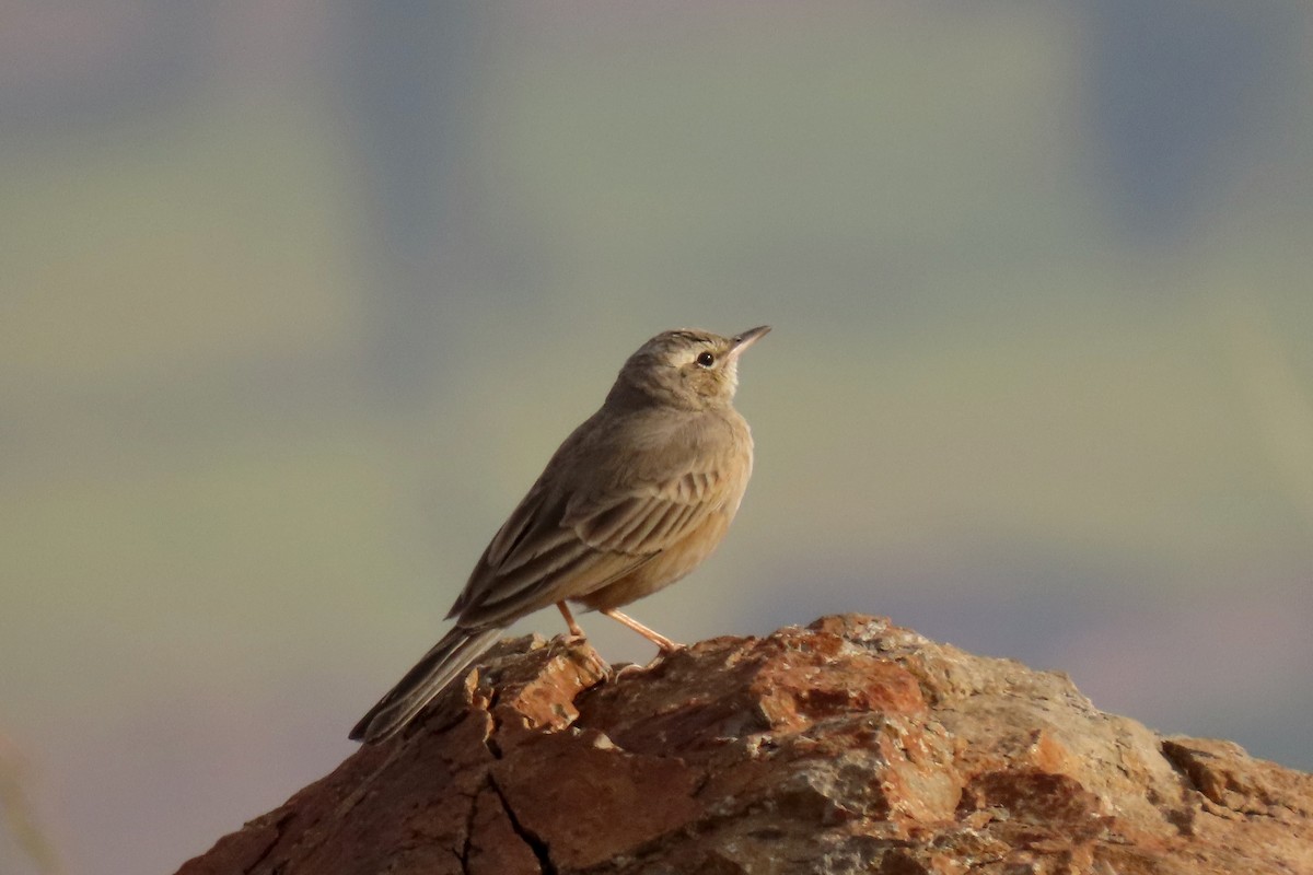Long-billed Pipit - ML647280129