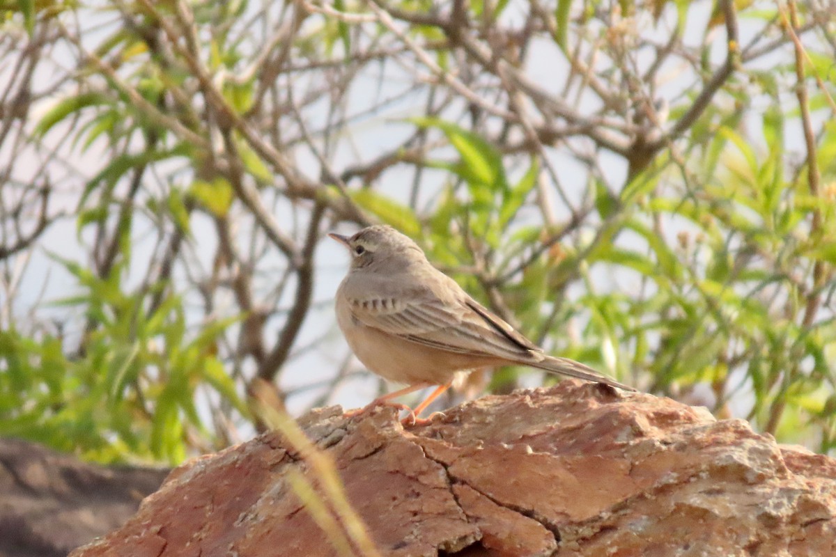 Long-billed Pipit - ML647280130