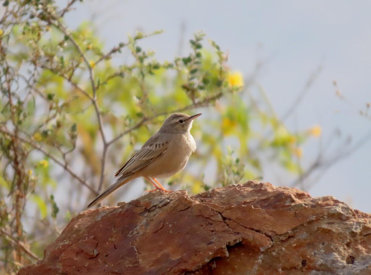 Long-billed Pipit - ML647280131