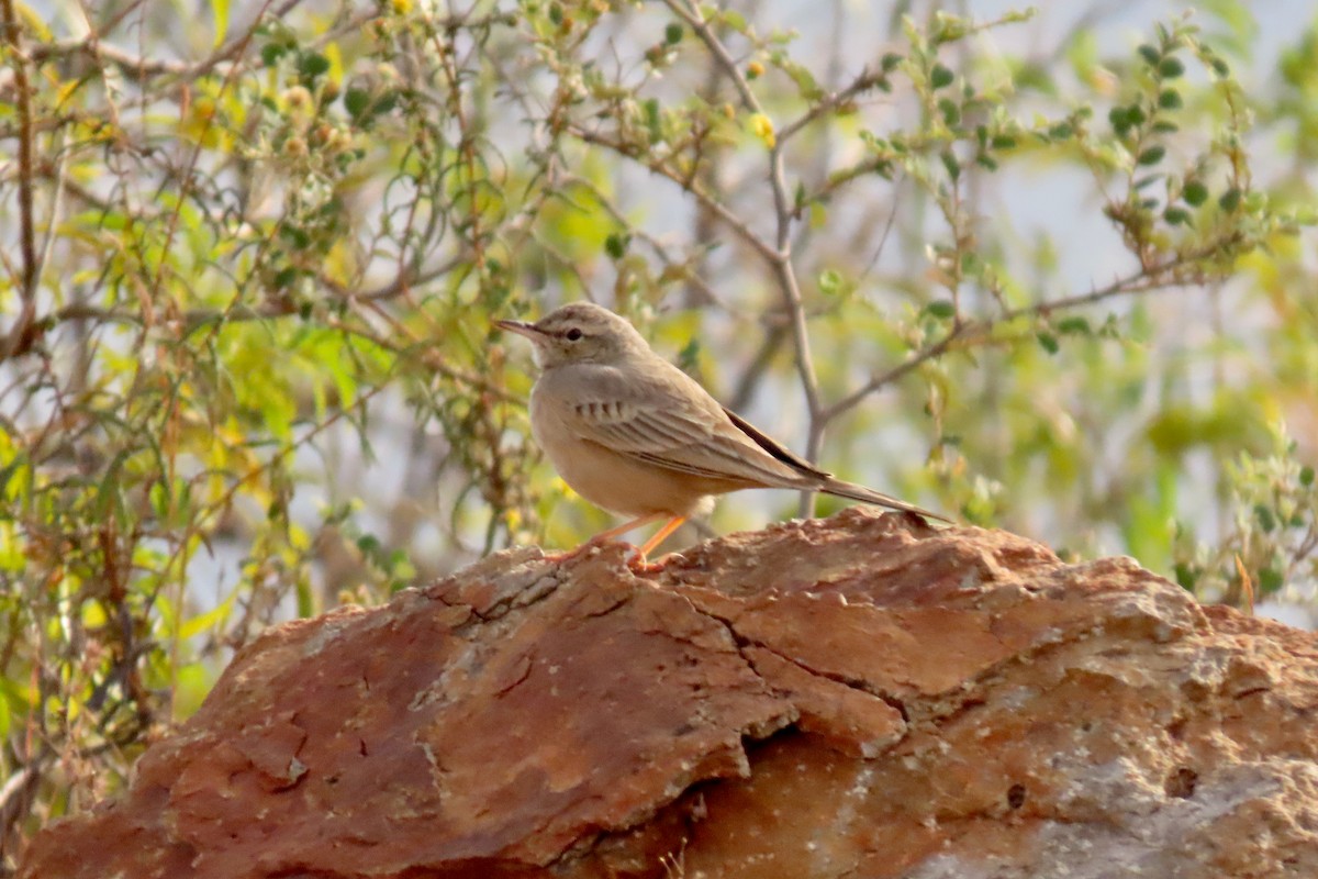 Long-billed Pipit - ML647280132