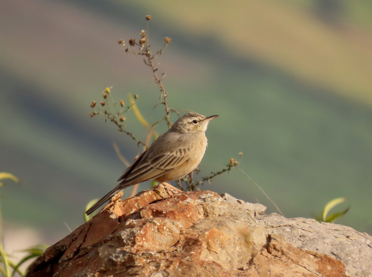 Long-billed Pipit - ML647280133