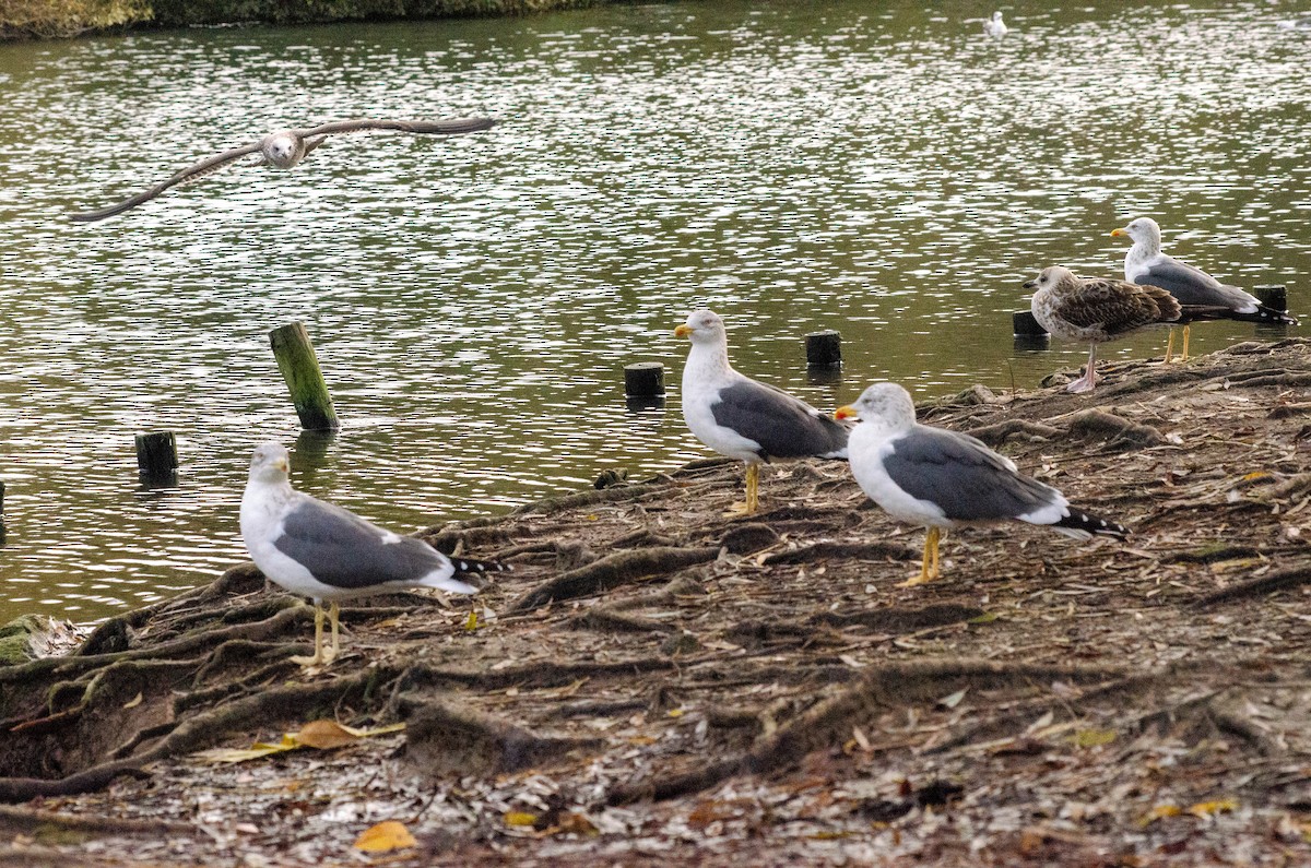 ニシセグロカモメ - ML647280139