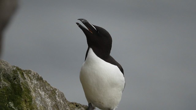 Pottorro arrunta - ML647280162