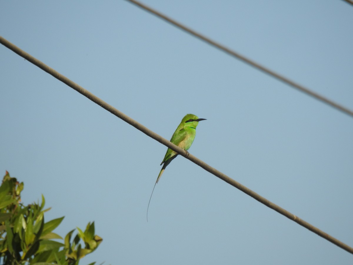 African Green Bee-eater - ML647280165