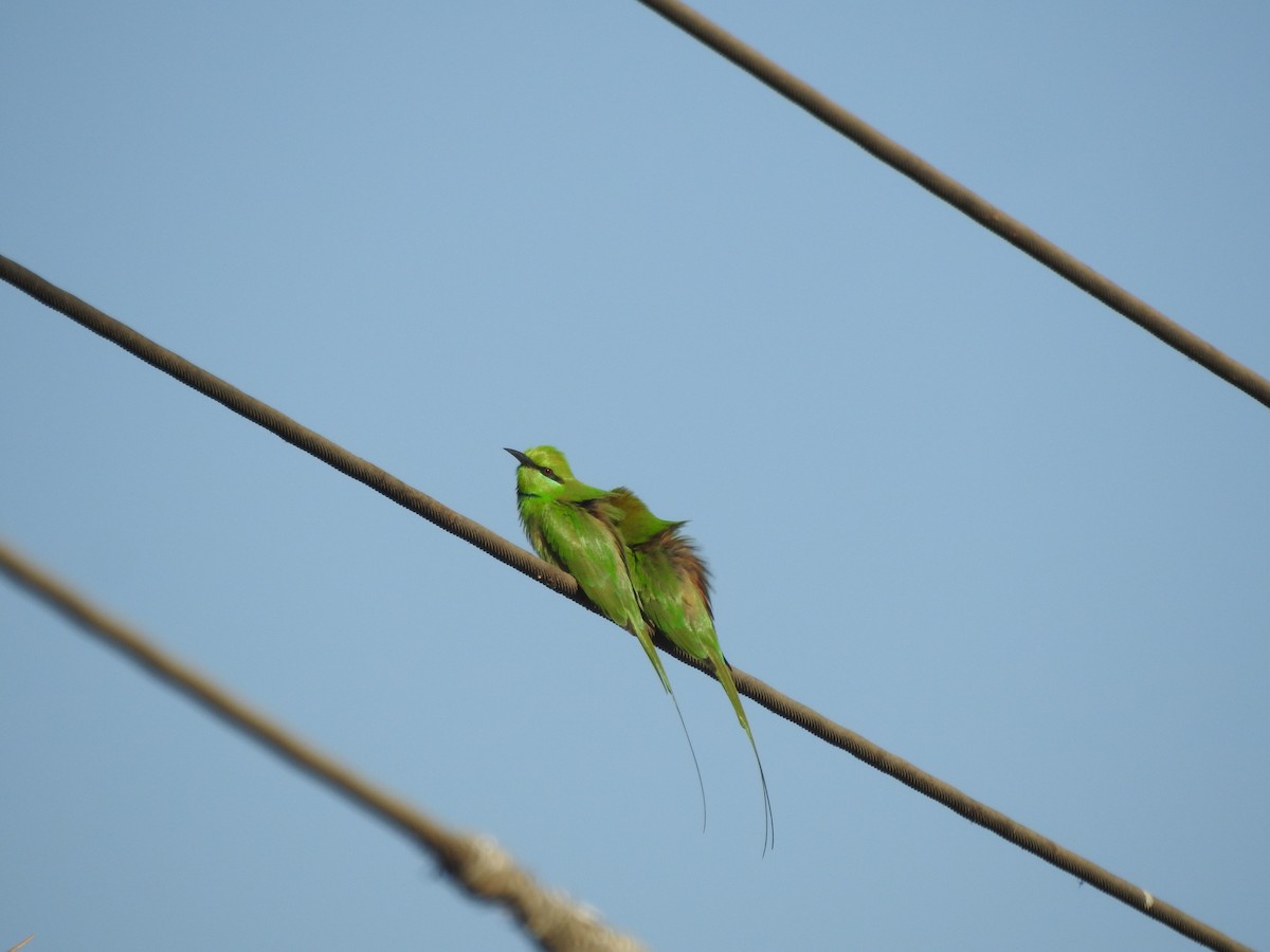 African Green Bee-eater - ML647280166