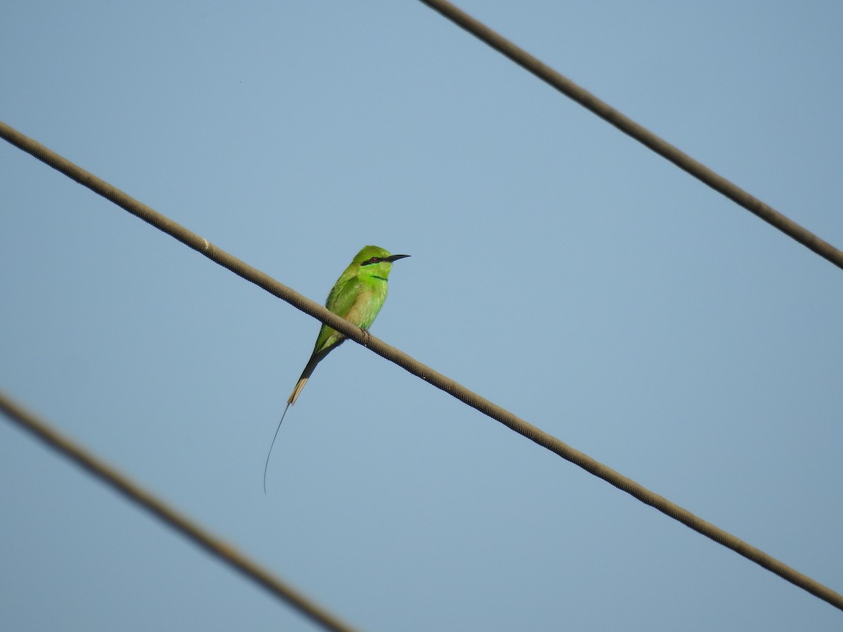 African Green Bee-eater - ML647280167