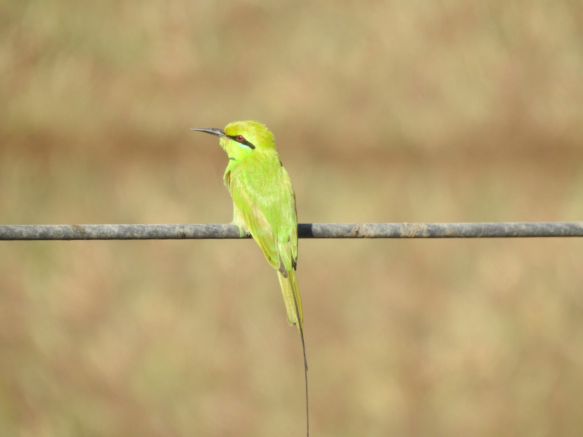 African Green Bee-eater - ML647280168