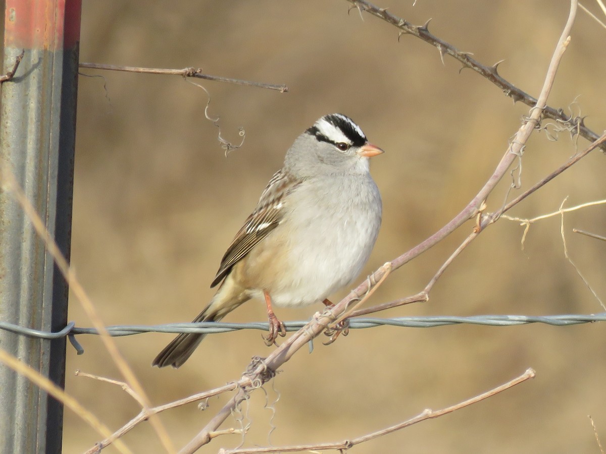 White-crowned Sparrow - ML647280181