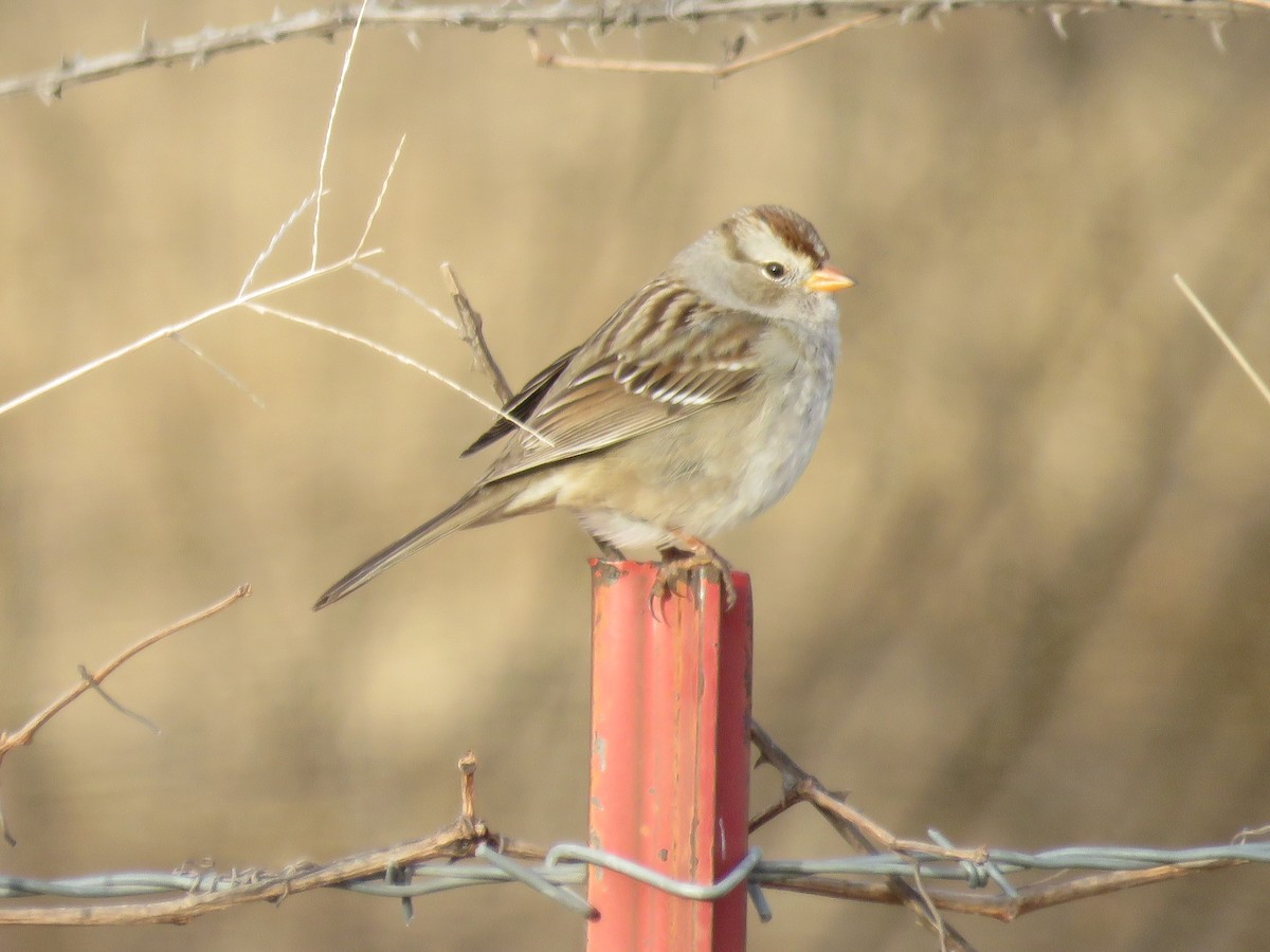 White-crowned Sparrow - ML647280182