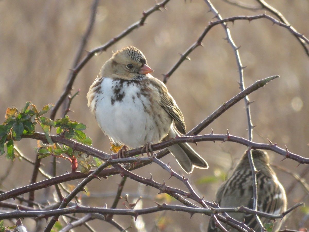 Harris's Sparrow - ML647280187