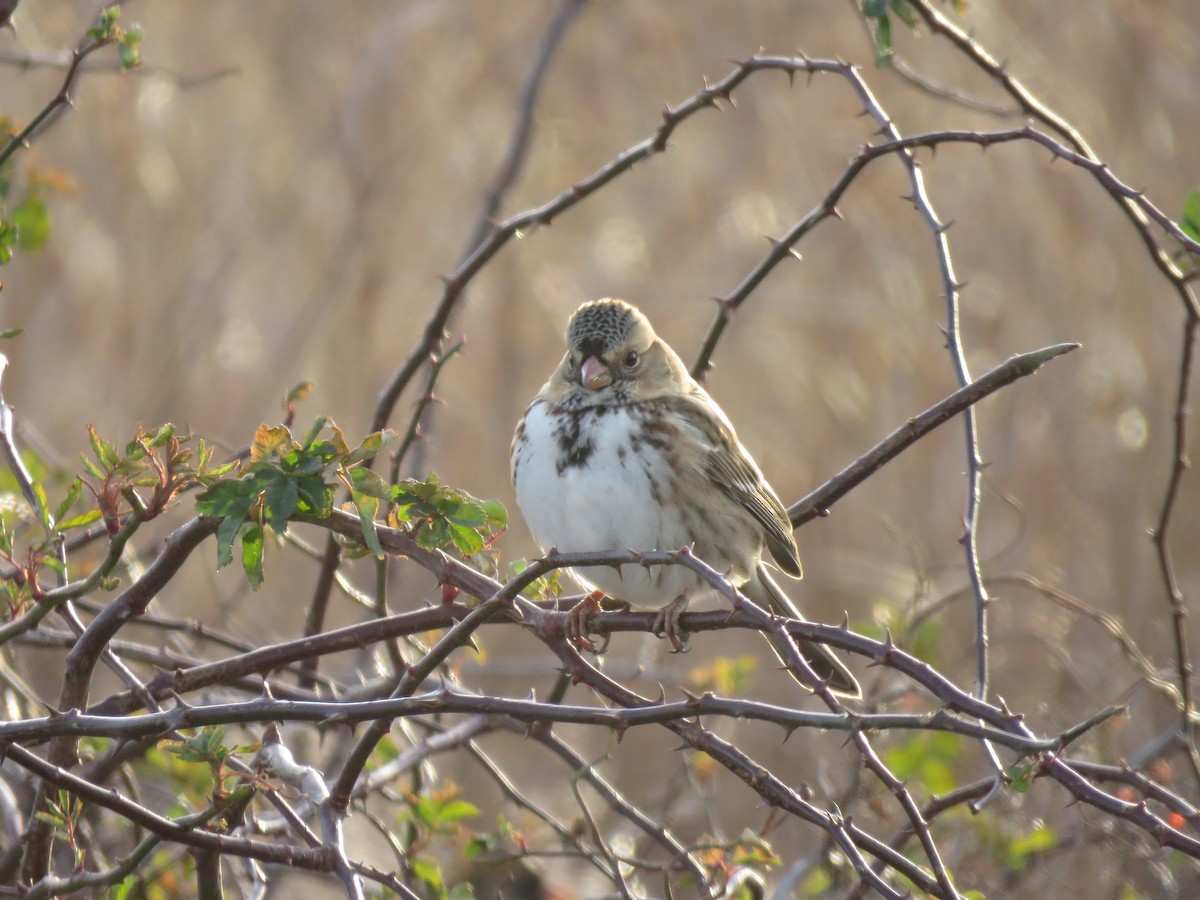 Harris's Sparrow - ML647280188