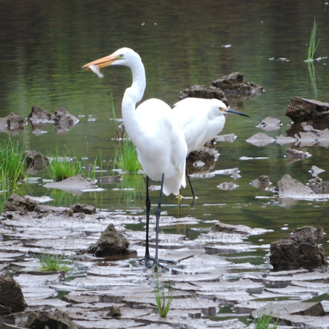 Great Egret - ML647280193