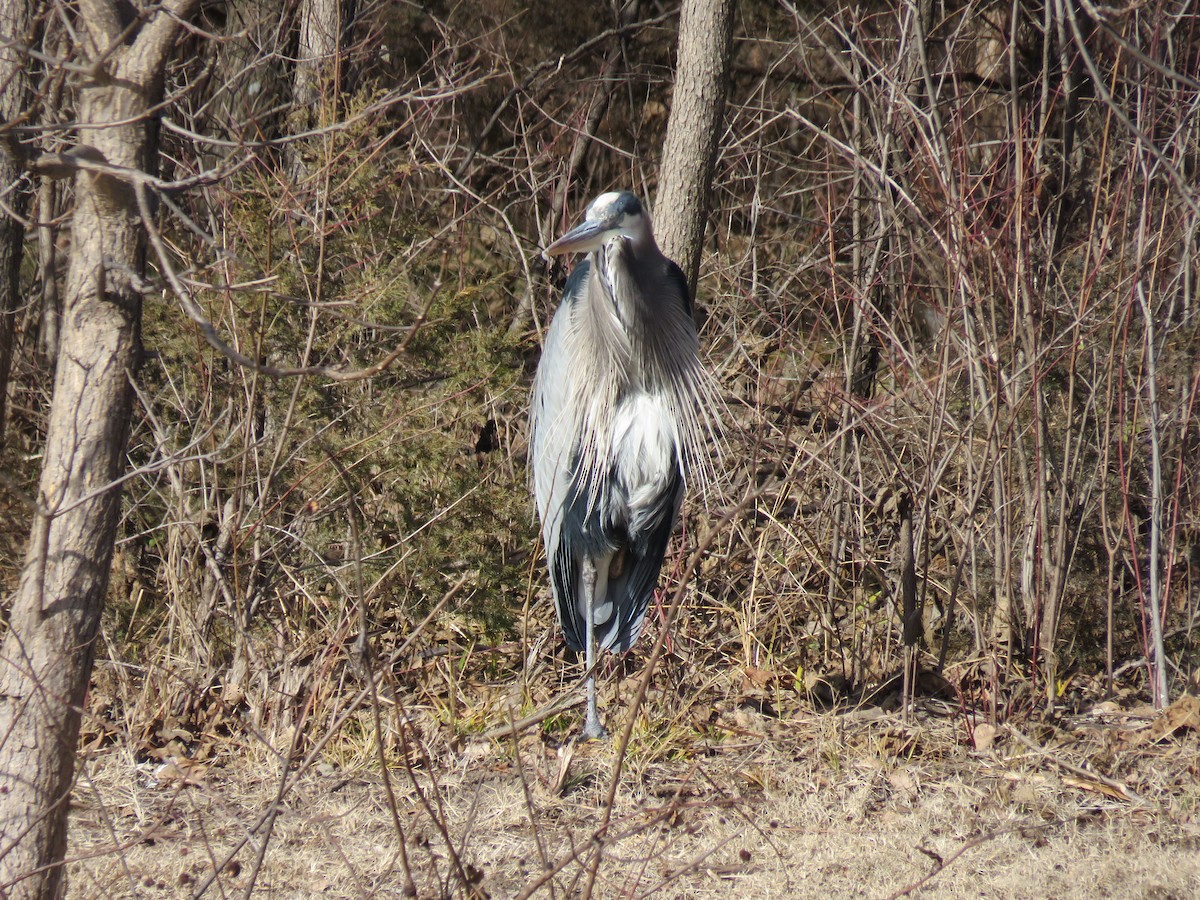 Great Blue Heron (Great Blue) - ML647280198