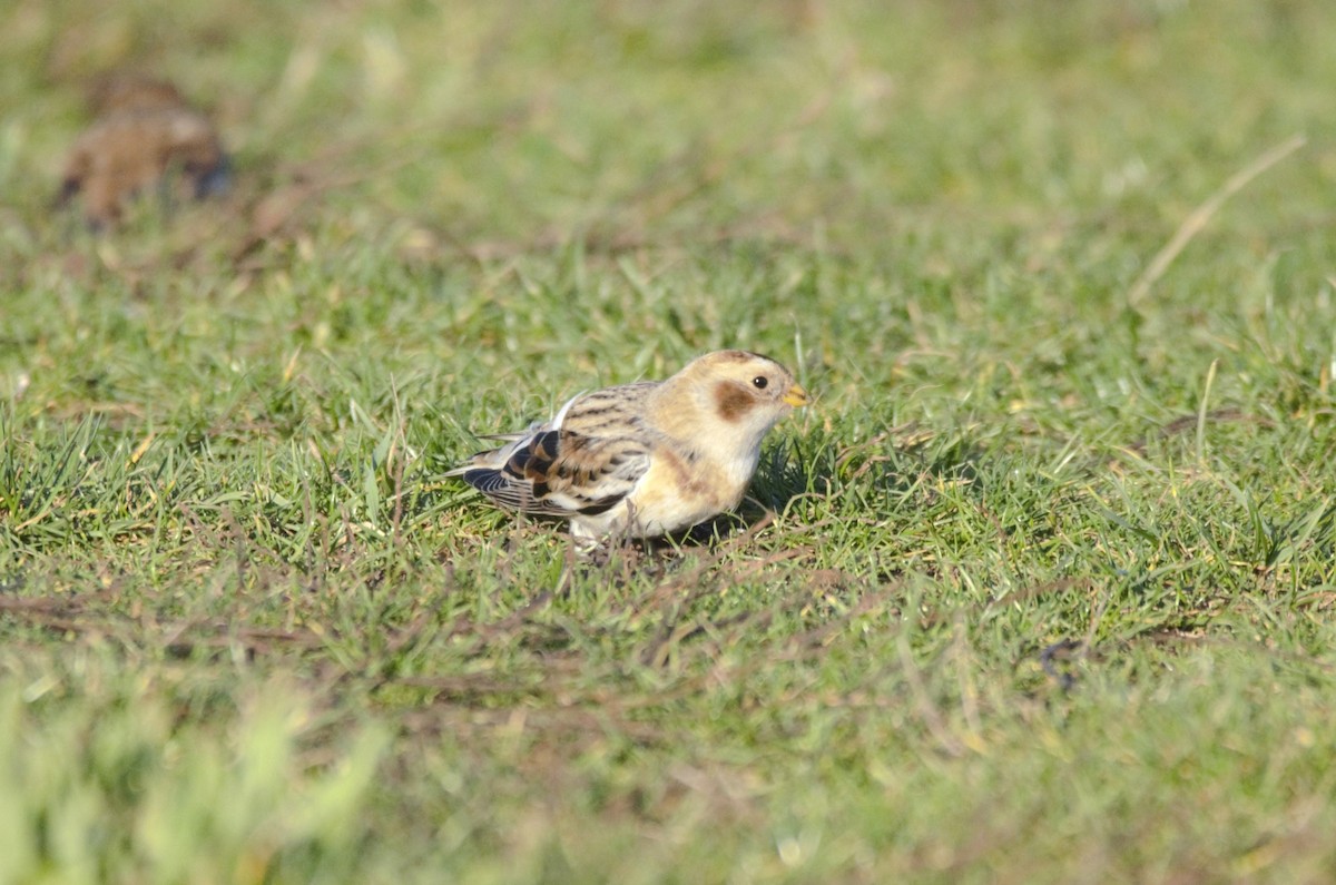 sněhule severní - ML647280222