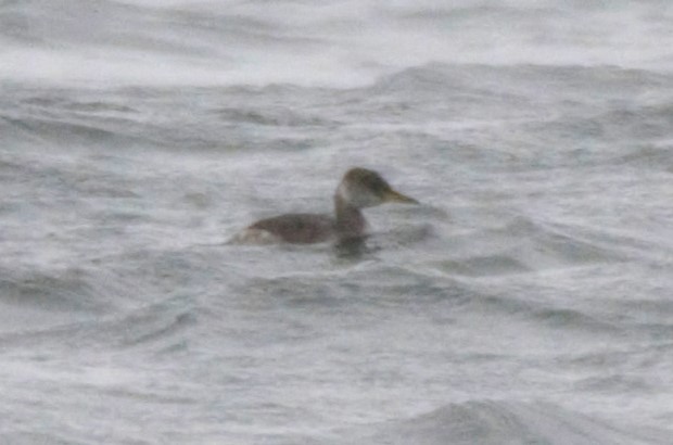 potápka rudokrká - ML647280241