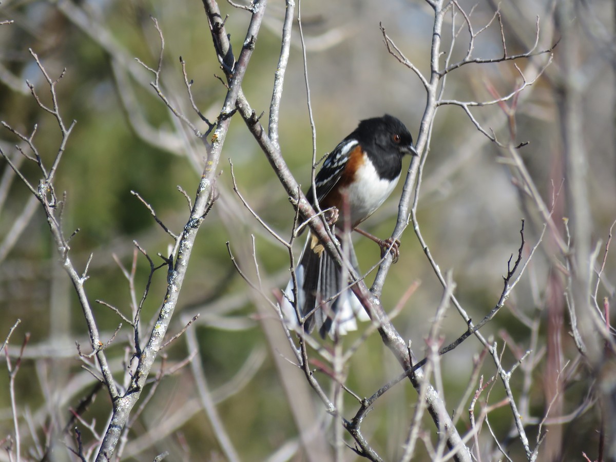 Spotted Towhee - ML647280248
