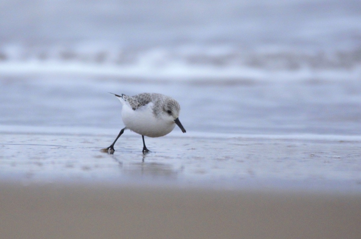 Sanderling - ML647280249