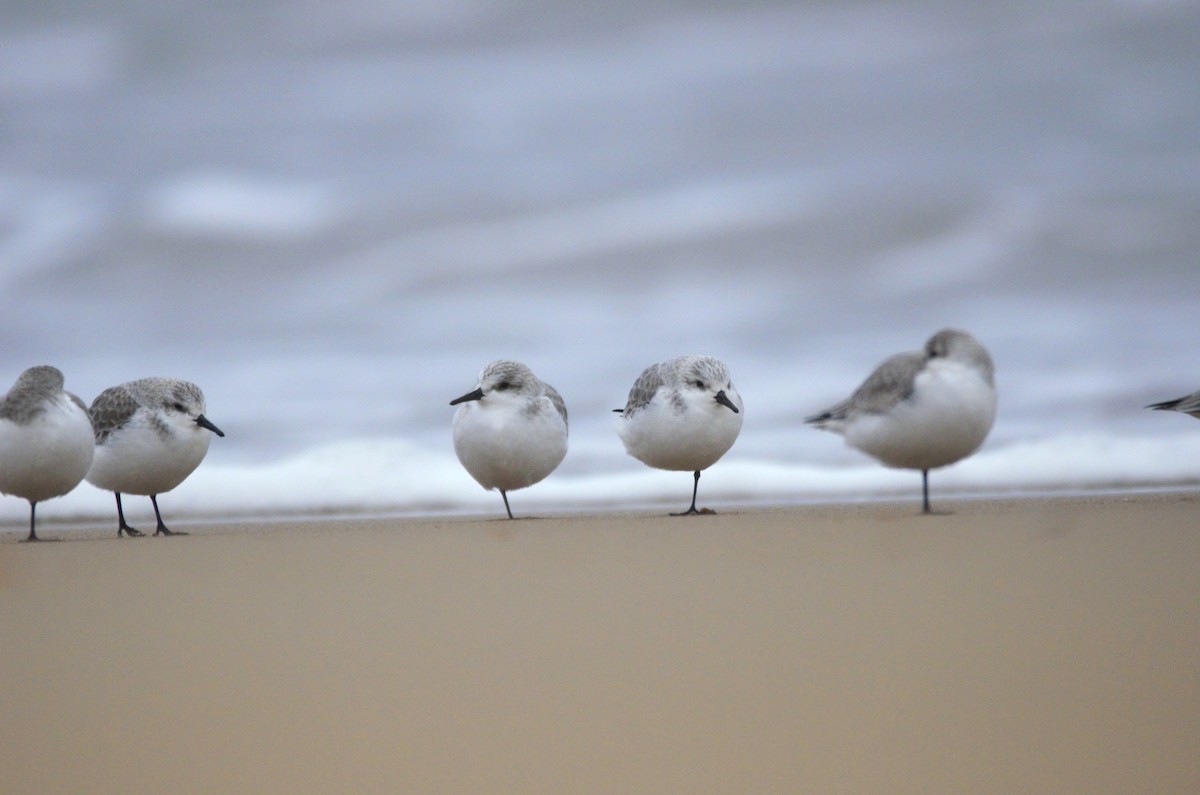 Sanderling - ML647280250