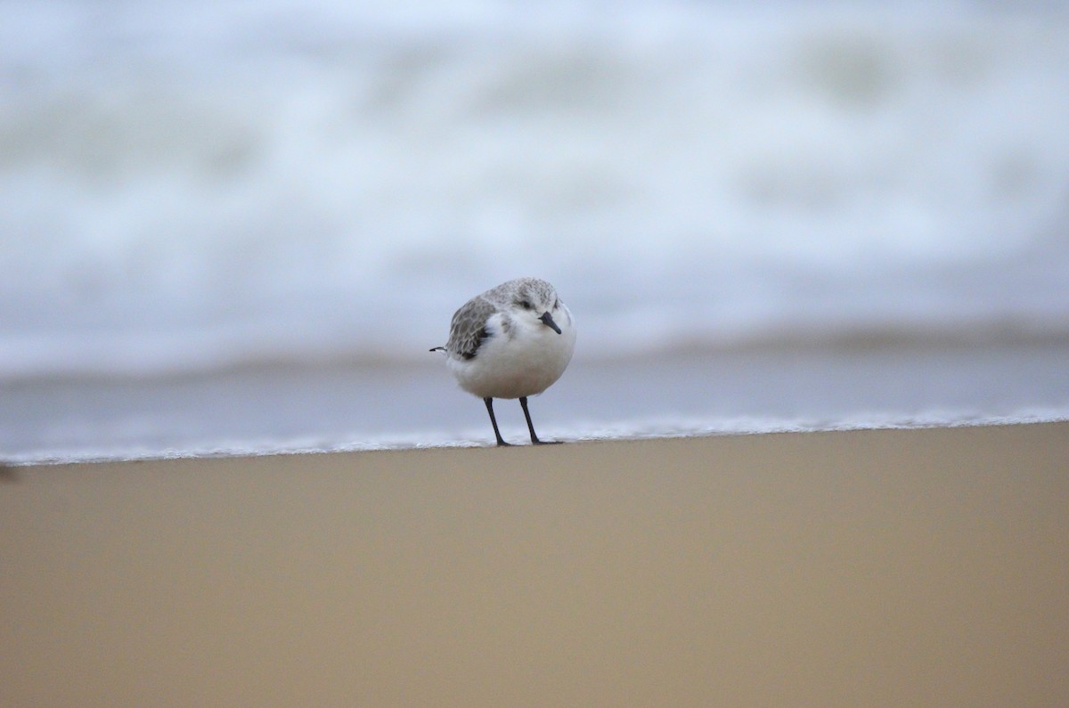 Sanderling - ML647280251