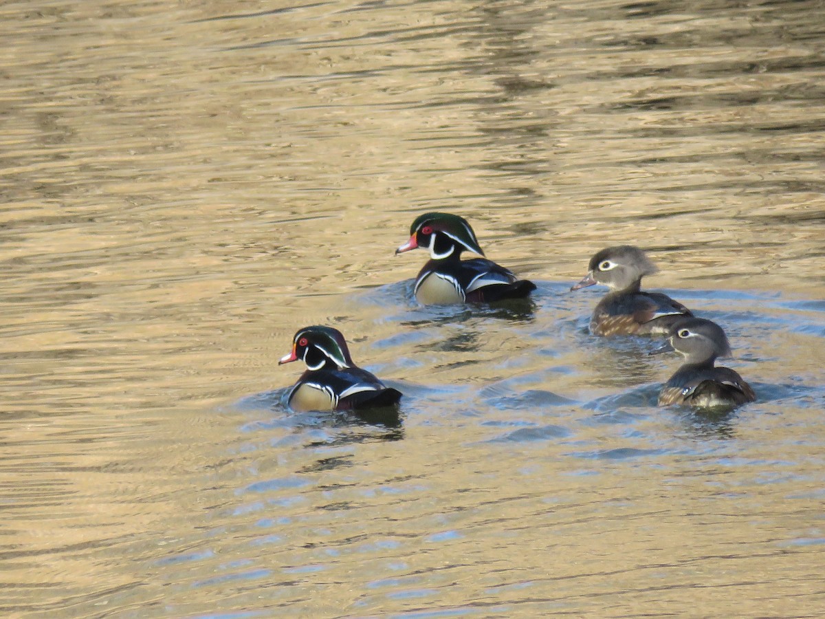 美洲鴛鴦 - ML647280260