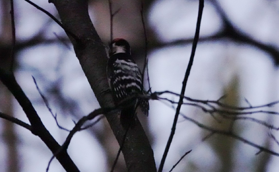 Okil txikia - ML647280263