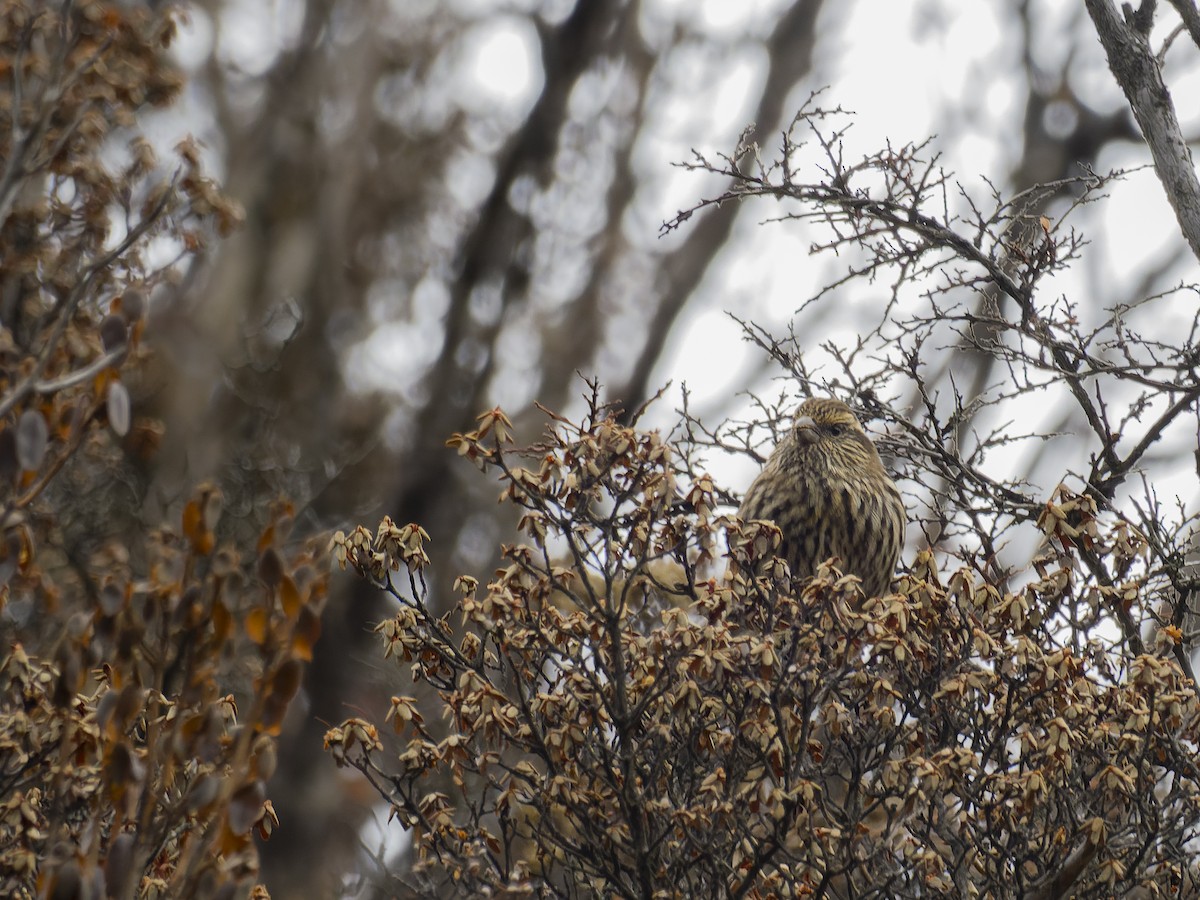 Camachuelo de Thura - ML647280267