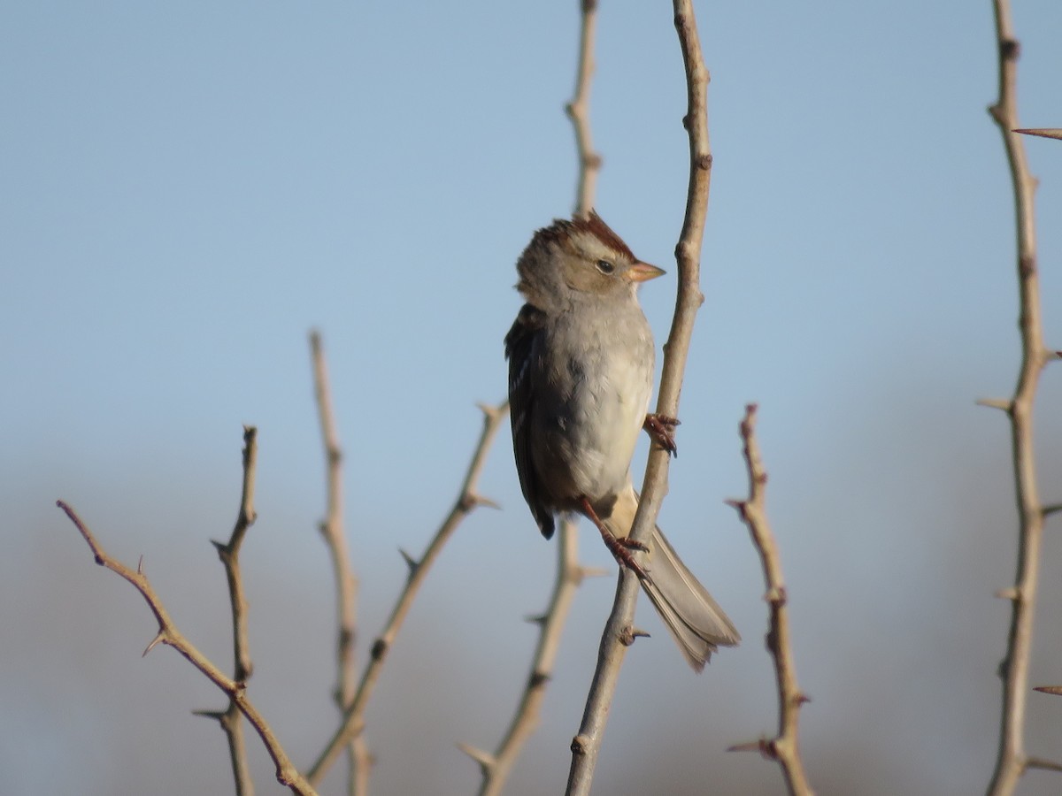 White-crowned Sparrow - ML647280273