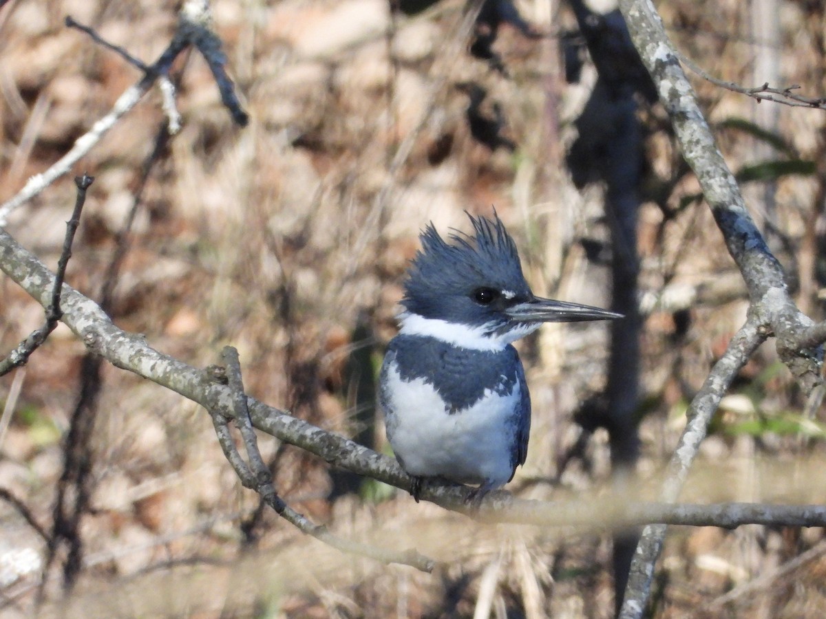 Belted Kingfisher - ML647280277