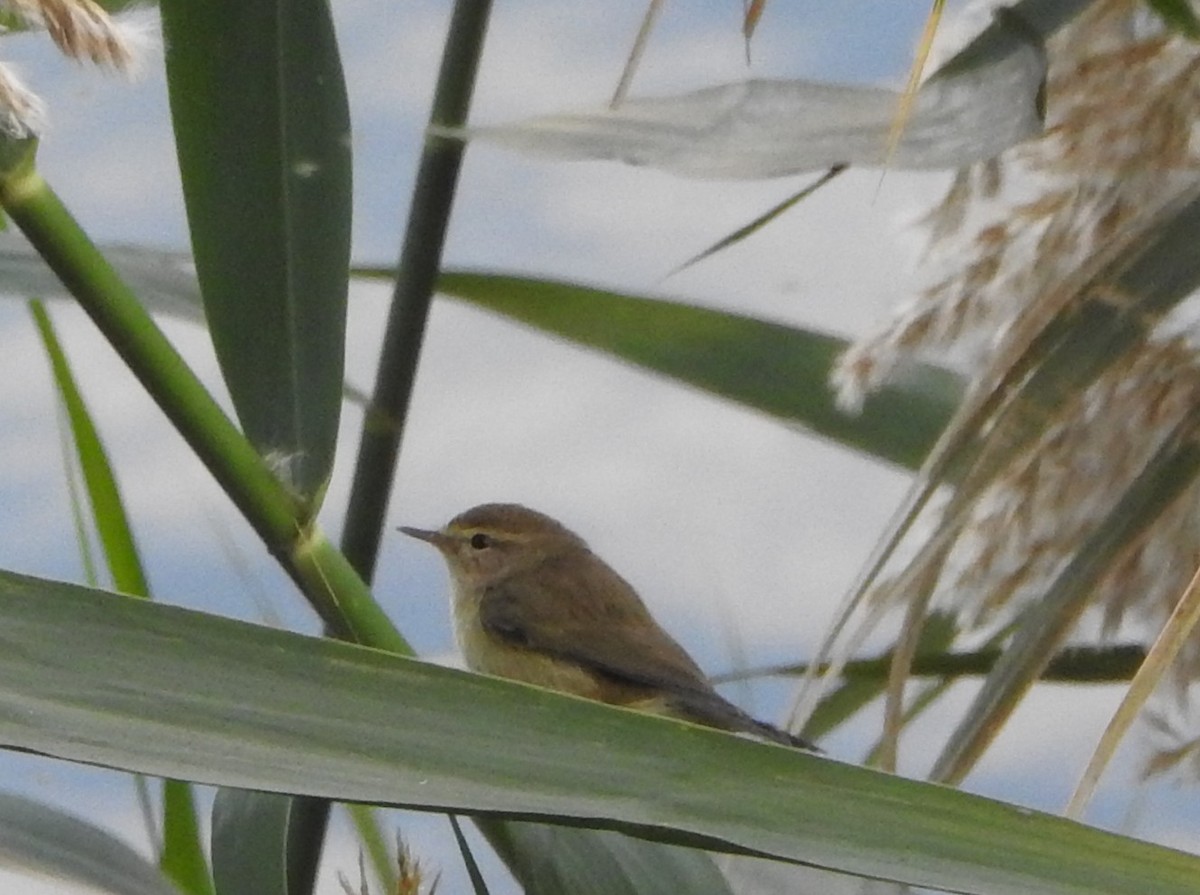 Common Chiffchaff - ML647280281