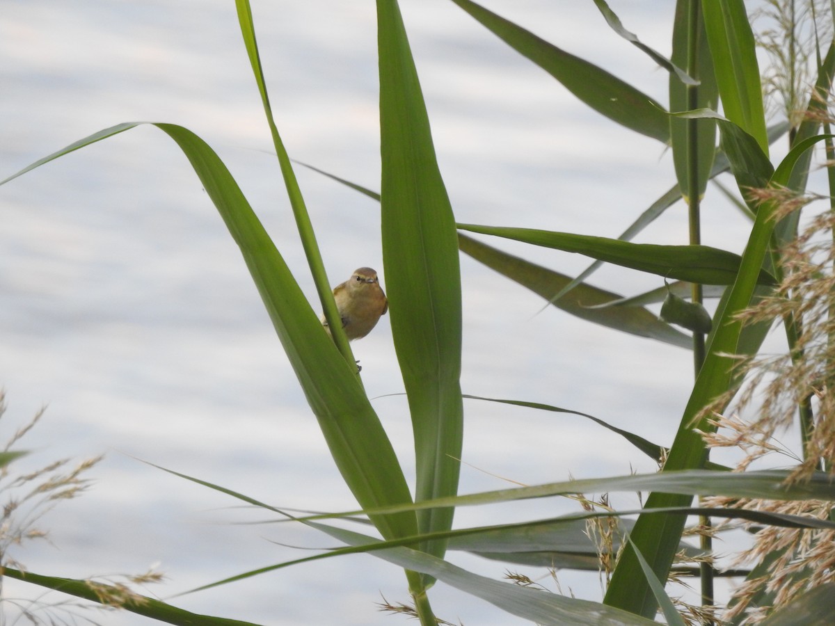 Common Chiffchaff - ML647280282