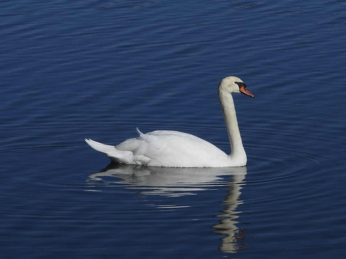 Mute Swan - ML647280295