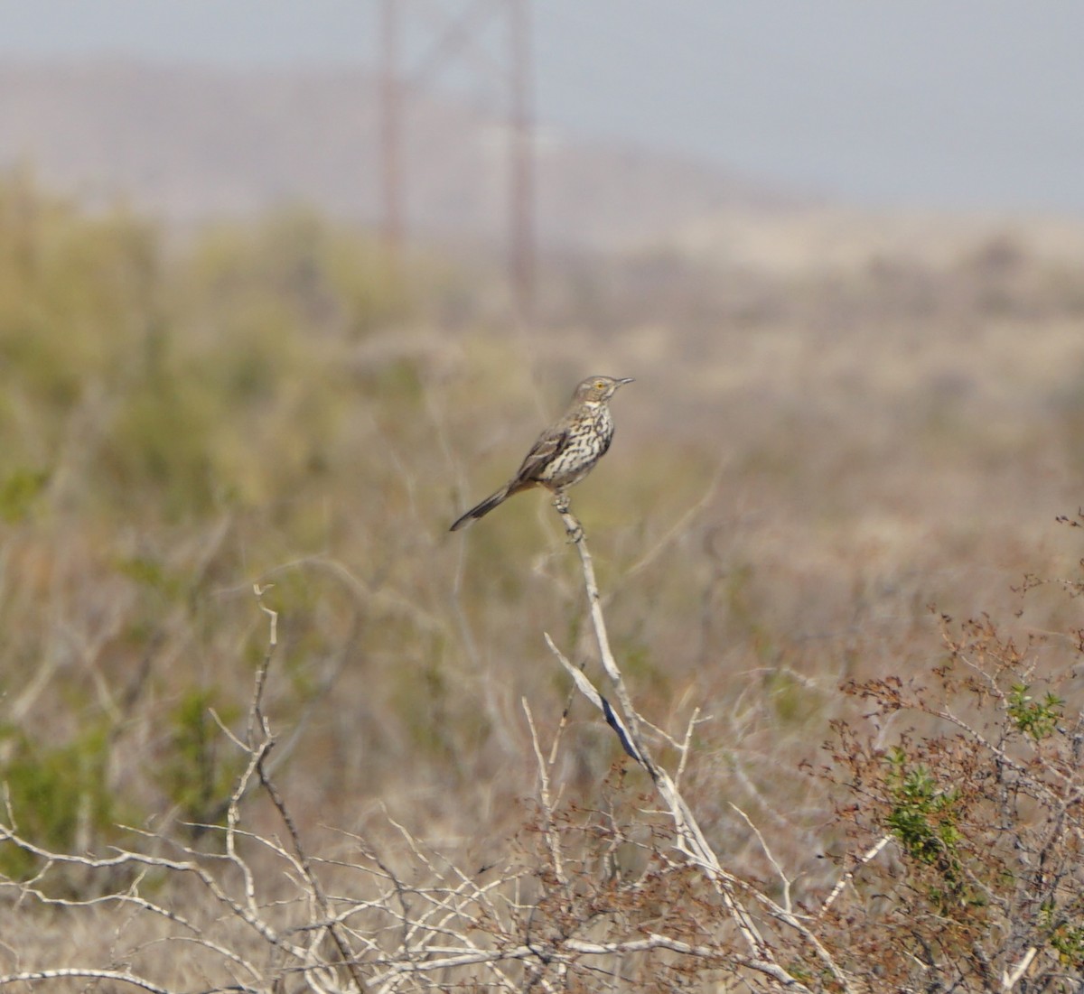 Sage Thrasher - ML647280305