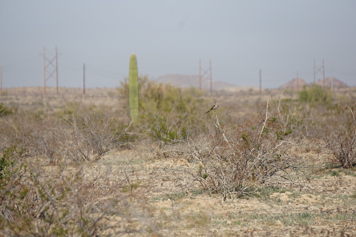 Sage Thrasher - ML647280306