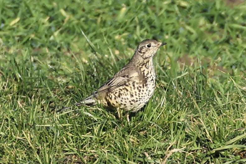 Mistle Thrush - ML647280309