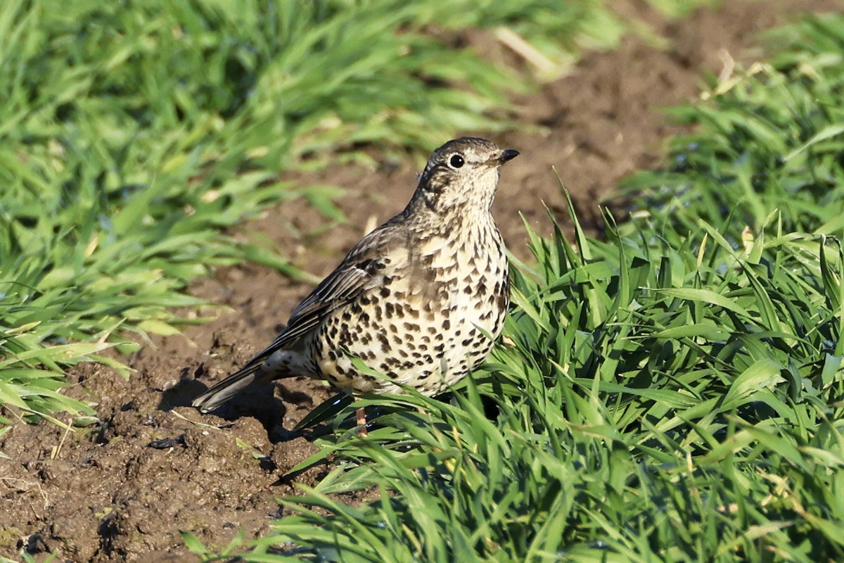 Mistle Thrush - ML647280310