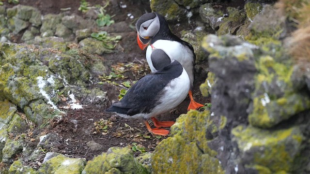 Lanperna-musu atlantikoa - ML647280316