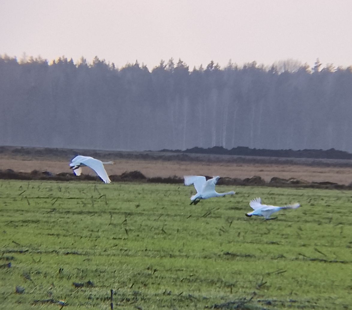 Cygne chanteur - ML647280325