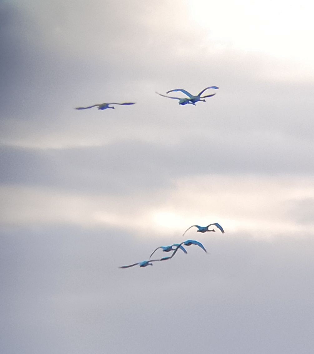 Cygne chanteur - ML647280327