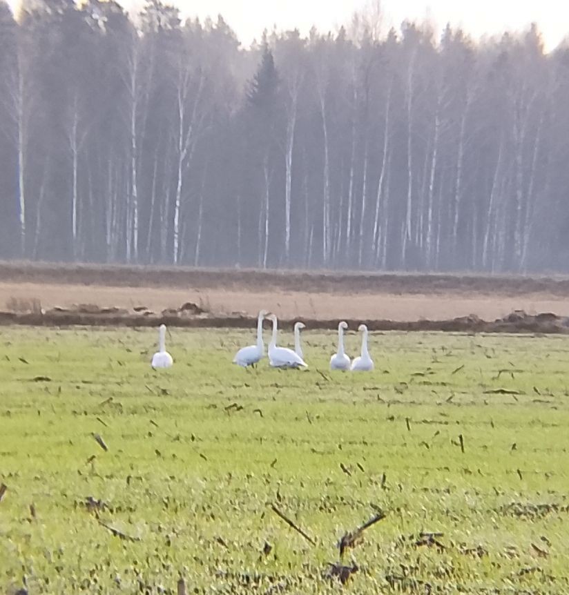 Cygne chanteur - ML647280328