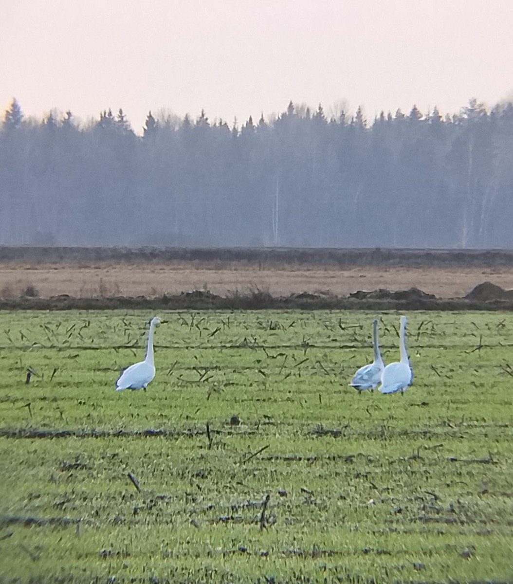 Cygne chanteur - ML647280329