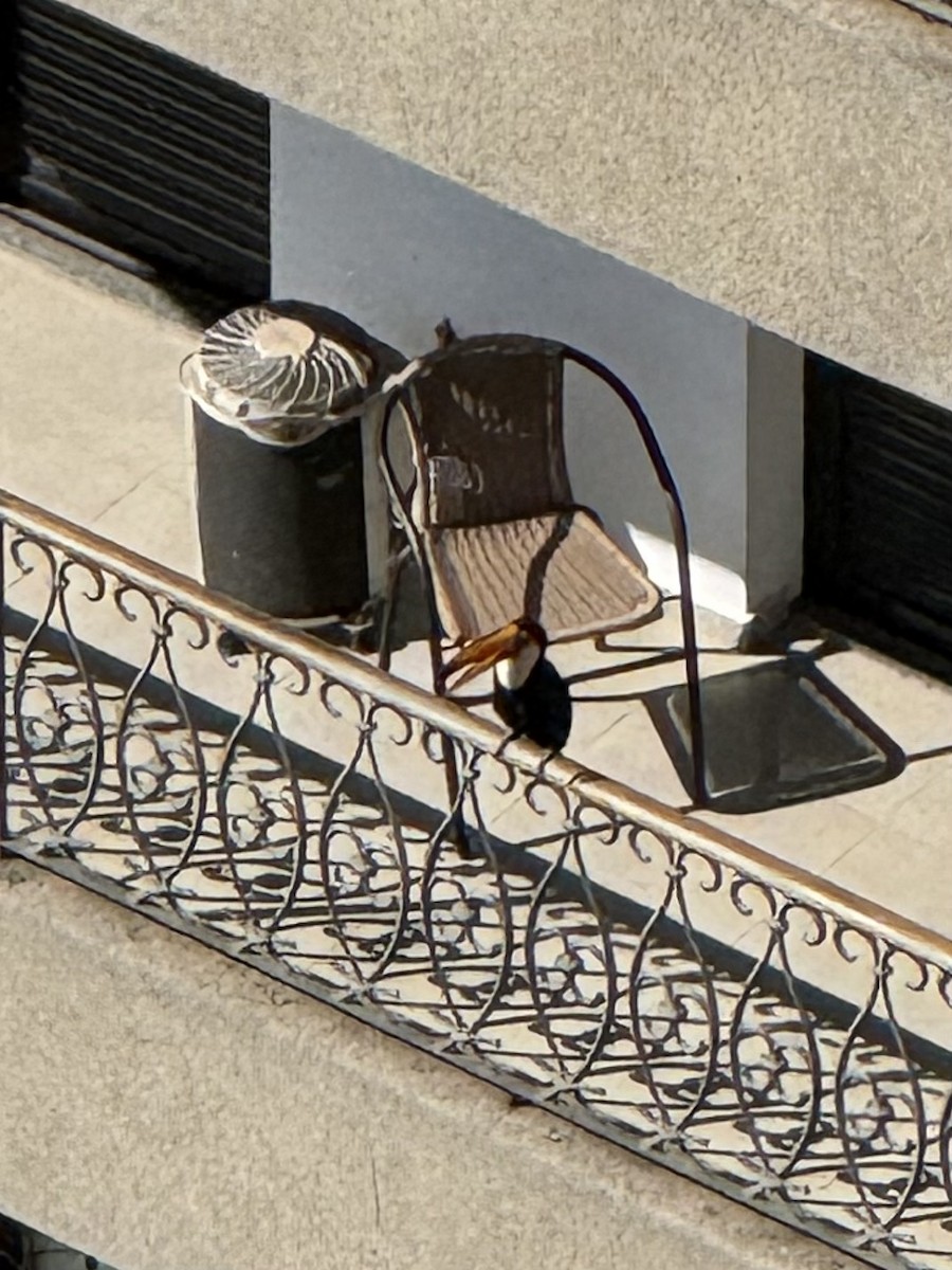 Toco Toucan - ML647280337