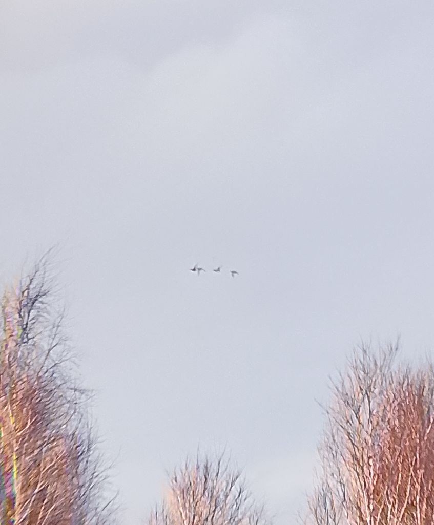 Canard colvert - ML647280341