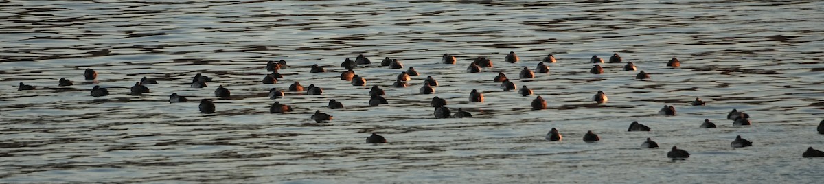 Fuligule milouinan - ML647280349