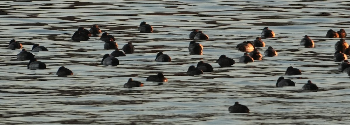 Fuligule milouinan - ML647280350