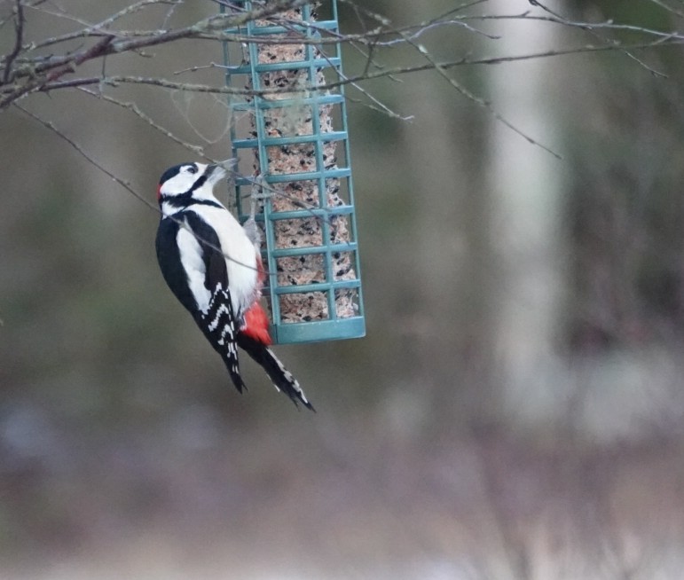 Okil handia - ML647280351