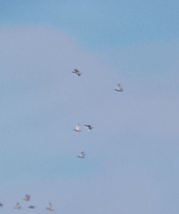 Tétras lyre - ML647280352