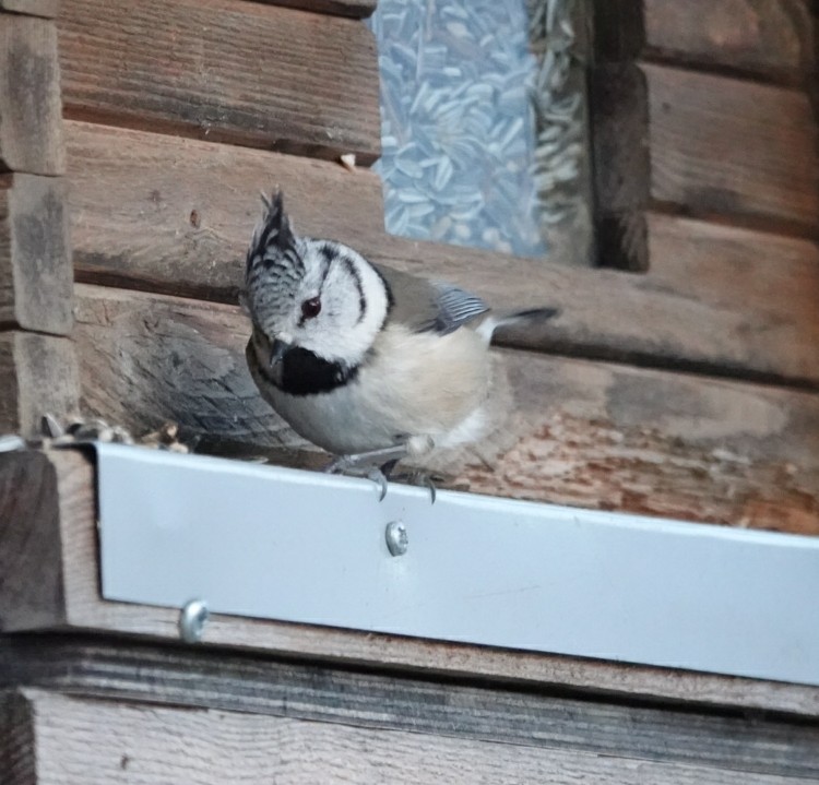 Amilotx mottoduna - ML647280355