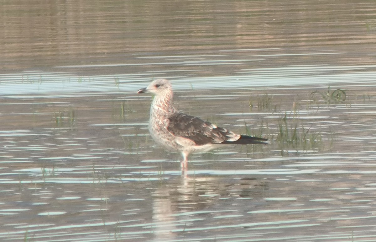 ニシセグロカモメ - ML647280361