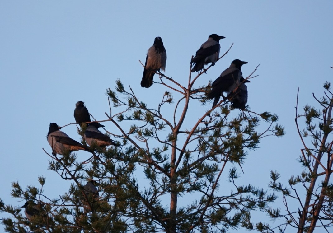 Bele txanoduna - ML647280362