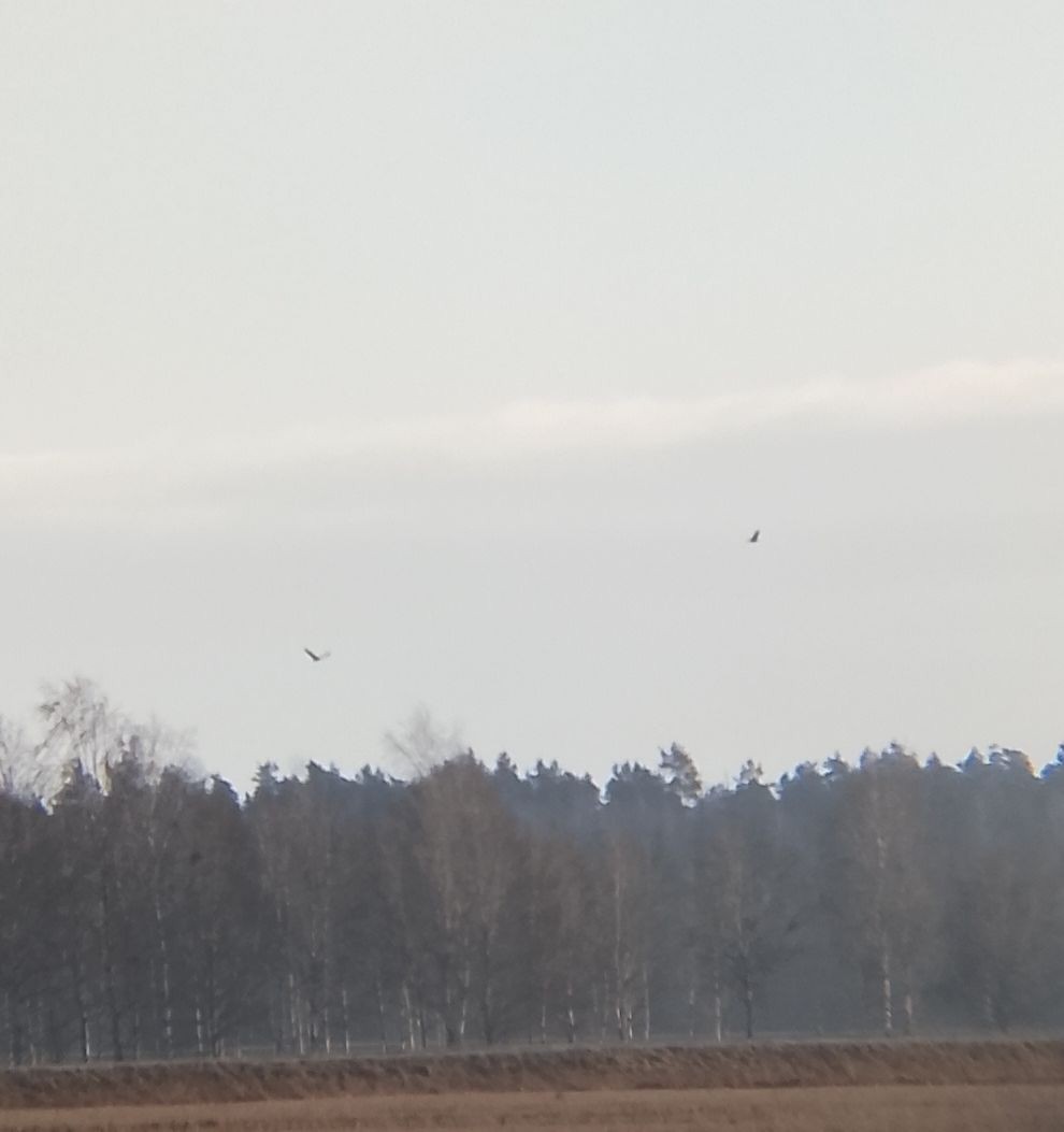 Pygargue à queue blanche - ML647280363